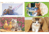 Cats, 4 different Japan used