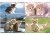 Katten, 4 verschillende Japan gebr.